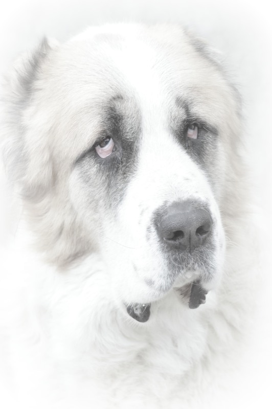 Фотографія Мій друг Дюран / Валерка Степанков / photographers.ua