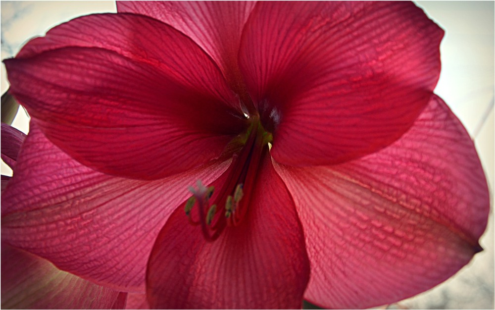 Фотографія Макро / Валерка Степанков / photographers.ua