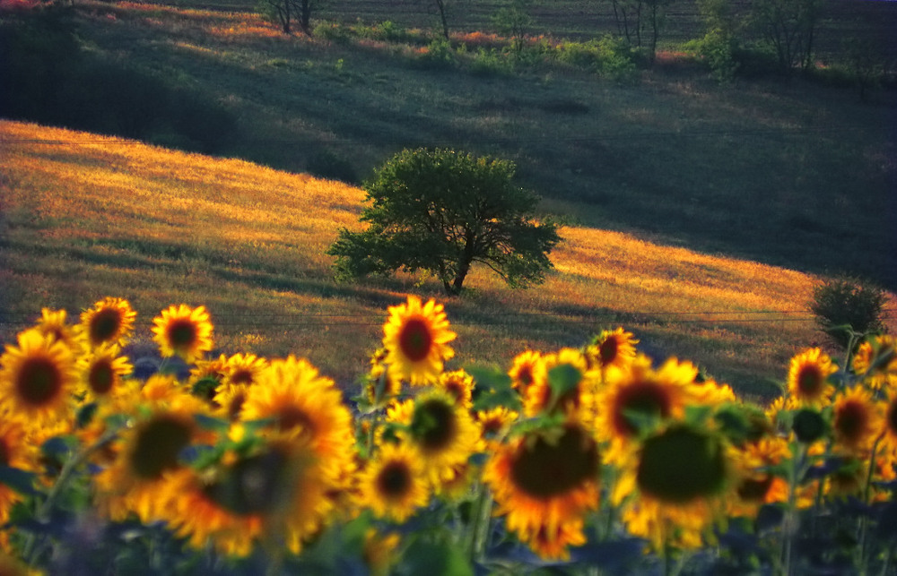 Фотографія sunflowers / Alex Fishhook / photographers.ua