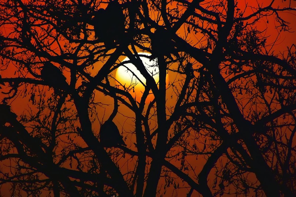 Фотографія 6 ворон спостерігають за сходом Сонця холодним туманним ранком, приблизно о 7.30 / Alex Fishhook / photographers.ua