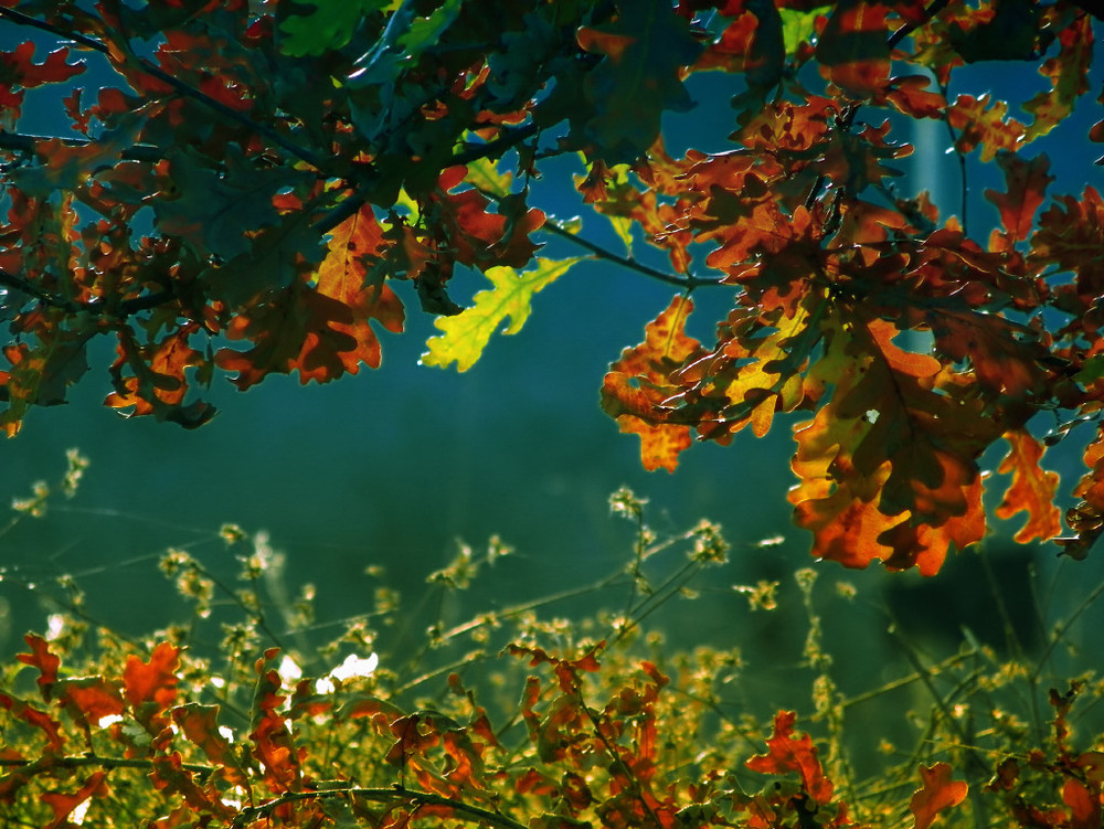 Фотографія осінь молодого дуба / Alex Fishhook / photographers.ua