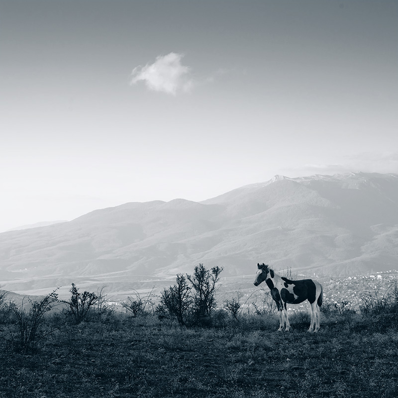 Фотографія Синяя лошадка / Oleg Kostyaev / photographers.ua