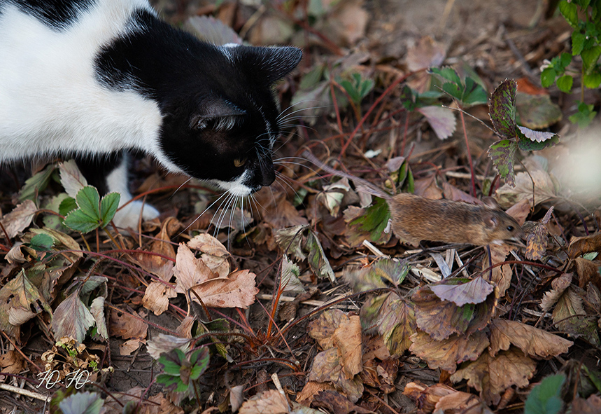 Фотографія Подвійне полювання / Double Shooting / Юлія Падалко / photographers.ua