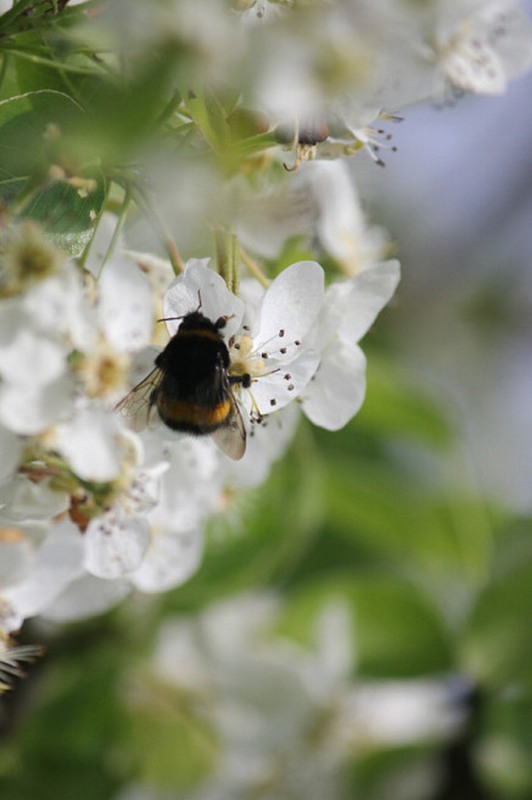 Фотографія Когда прилетят пчёлки... / Игорь Лотыш / photographers.ua