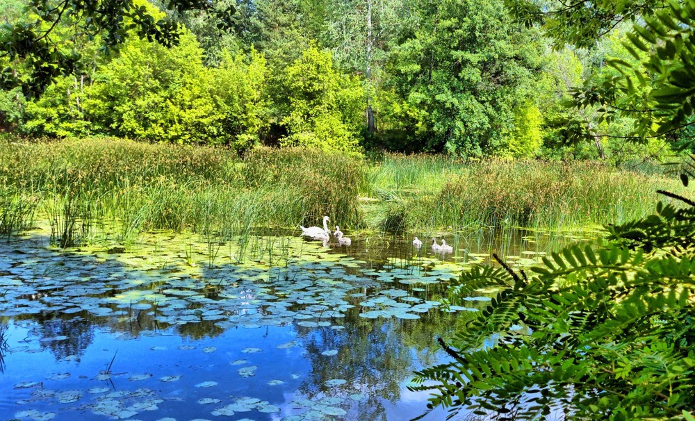 Фотографія Згадки про літо / Игорь Лотыш / photographers.ua