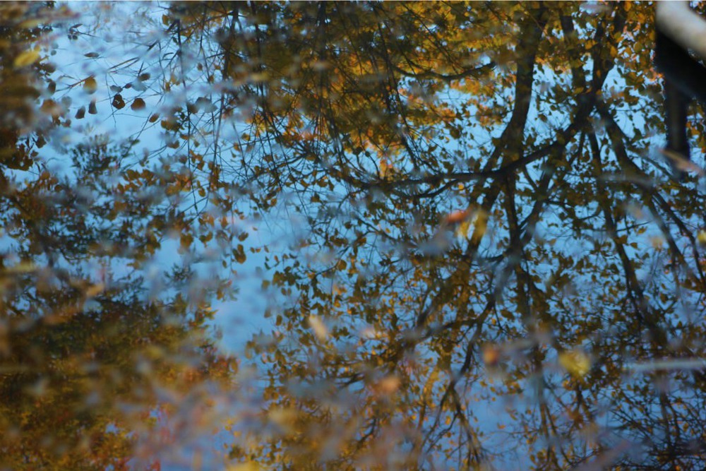 Фотографія С ветки падающий лист, в день осенний золотист / Игорь Лотыш / photographers.ua