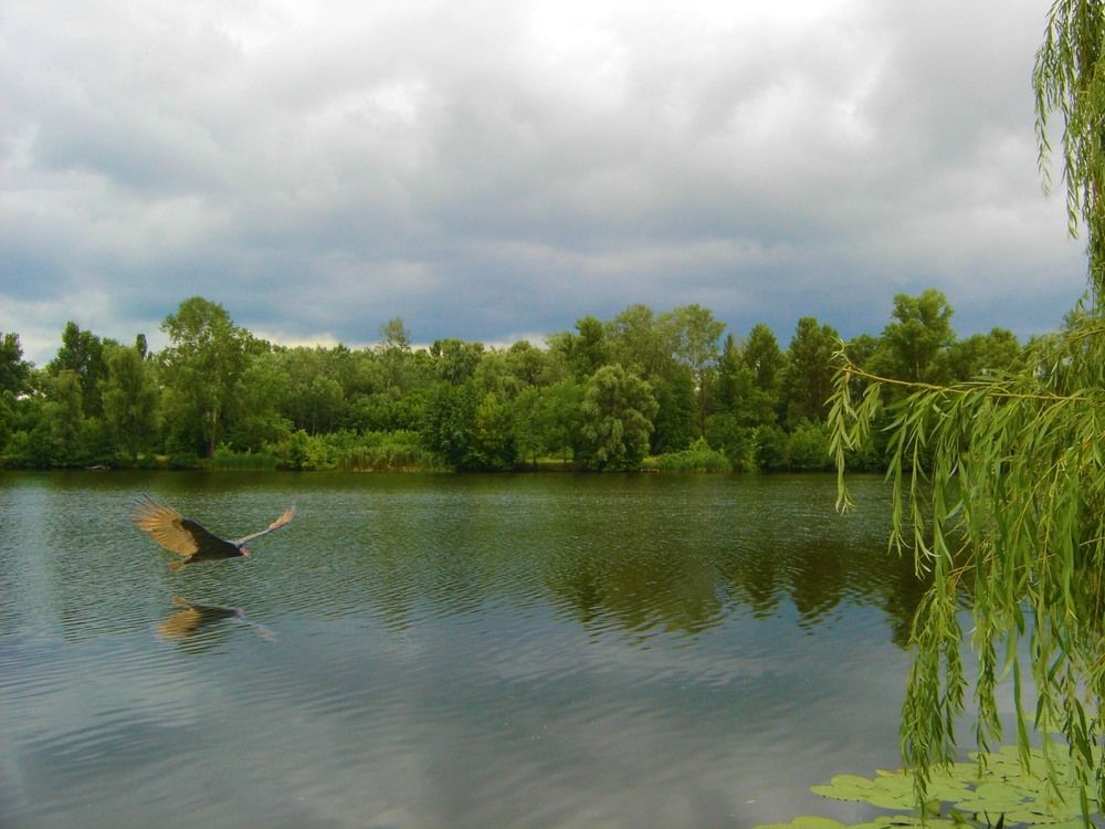 Фотографія Твоє кохання, як тінь від птаха / Игорь Лотыш / photographers.ua