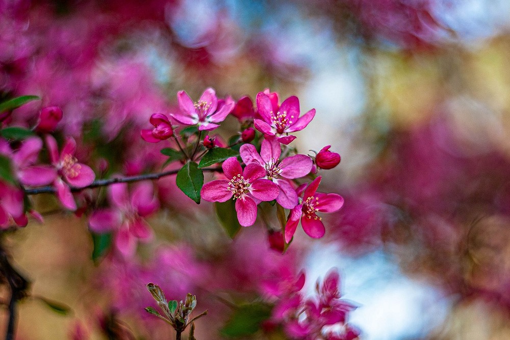Фотографія Apple blossom / Олег Шендерюк / photographers.ua