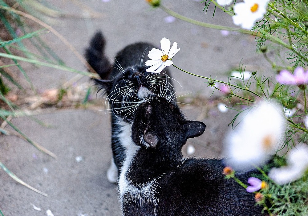 Фотографія Поцілунок під квіточкою / Олег Шендерюк / photographers.ua