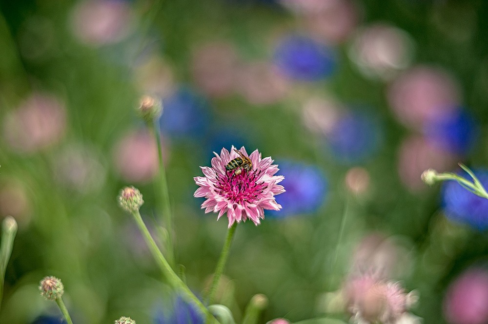 Фотографія Bee at work / Олег Шендерюк / photographers.ua