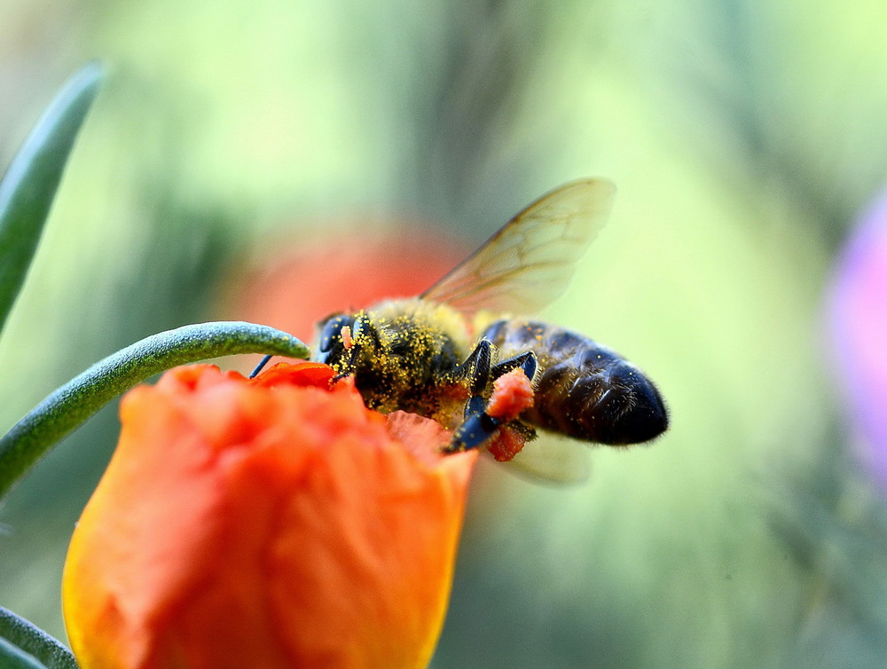 Фотографія Bee at work / Олег Шендерюк / photographers.ua