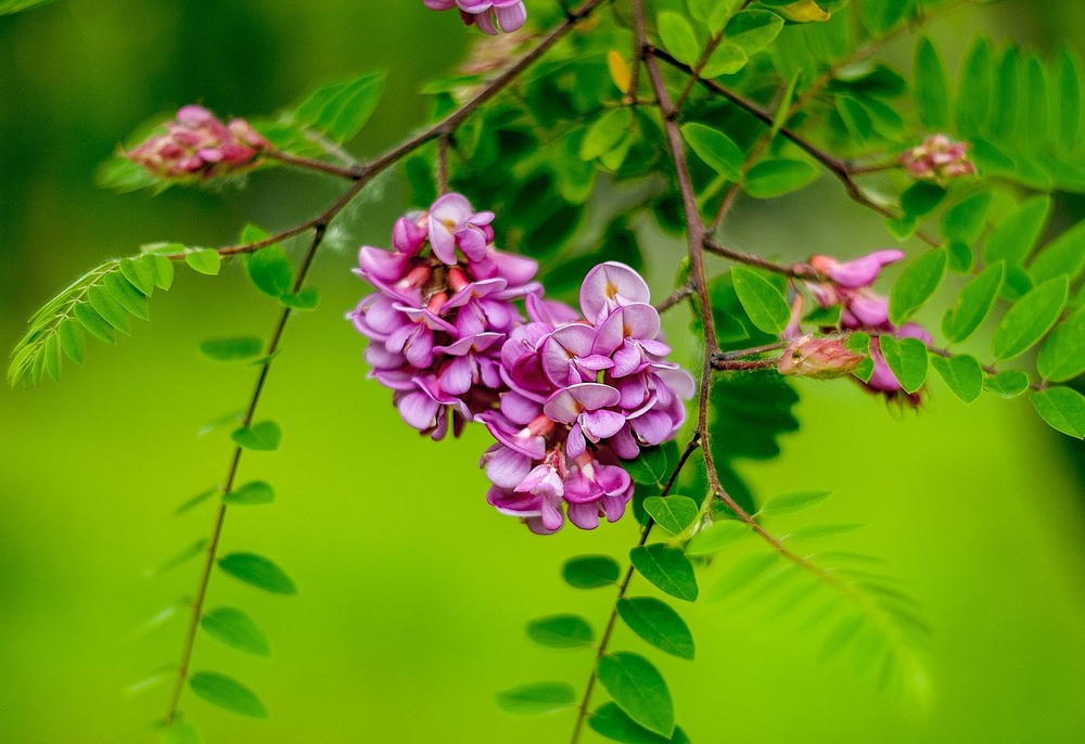 Фотографія Акація / Олег Шендерюк / photographers.ua