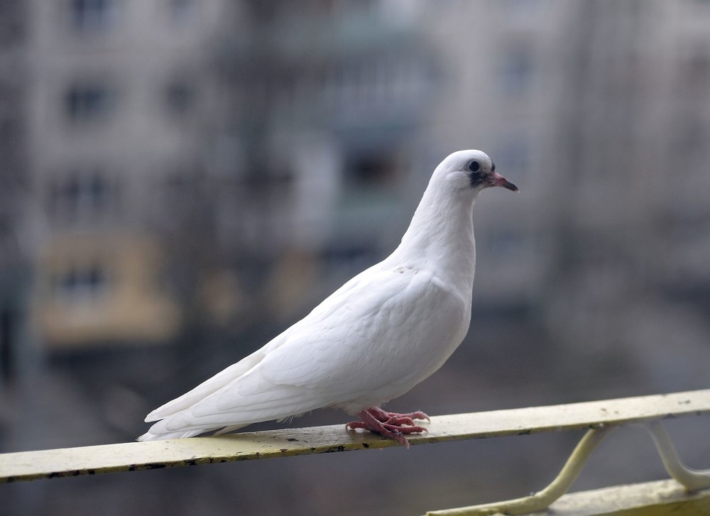 Фотографія White dove / Олег Шендерюк / photographers.ua