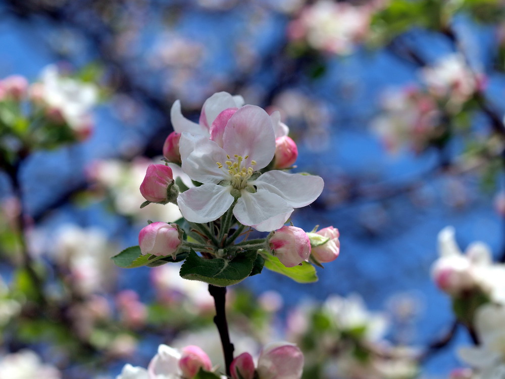 Фотографія Apple blossom / Олег Шендерюк / photographers.ua