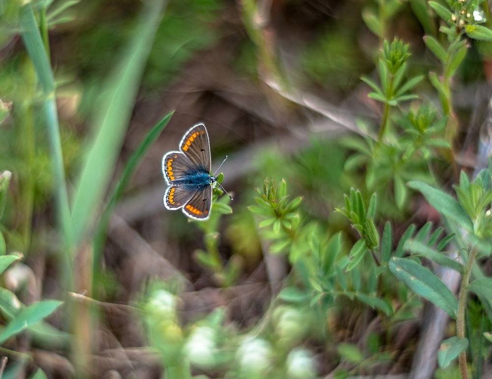 Фотографія Butterfly / Олег Шендерюк / photographers.ua