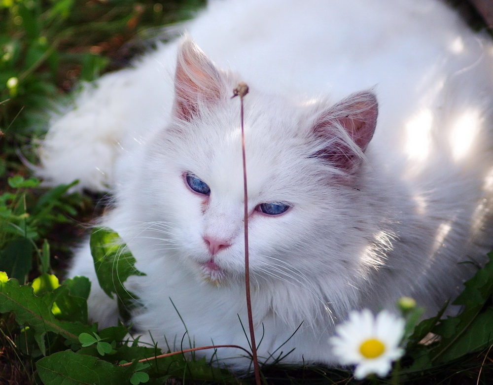 Фотографія Camomile cat / Олег Шендерюк / photographers.ua