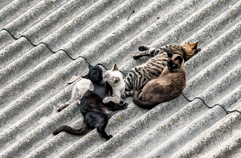 Фотографія Cat family / Олег Шендерюк / photographers.ua