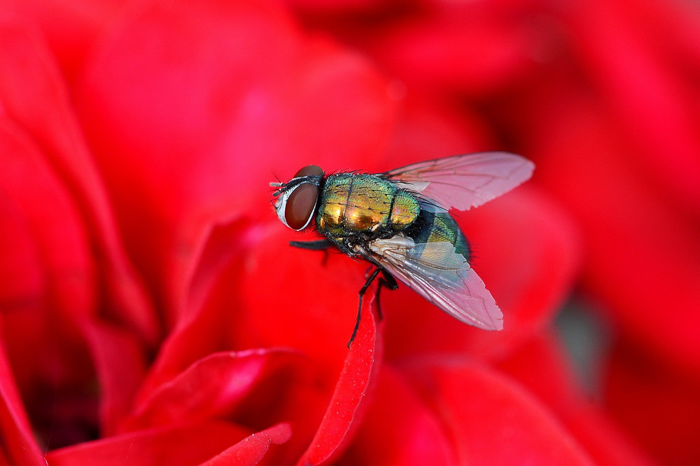 Фотографія Green fly on a red rose / Олег Шендерюк / photographers.ua