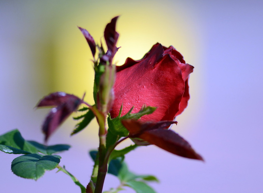 Фотографія Red rose / Олег Шендерюк / photographers.ua