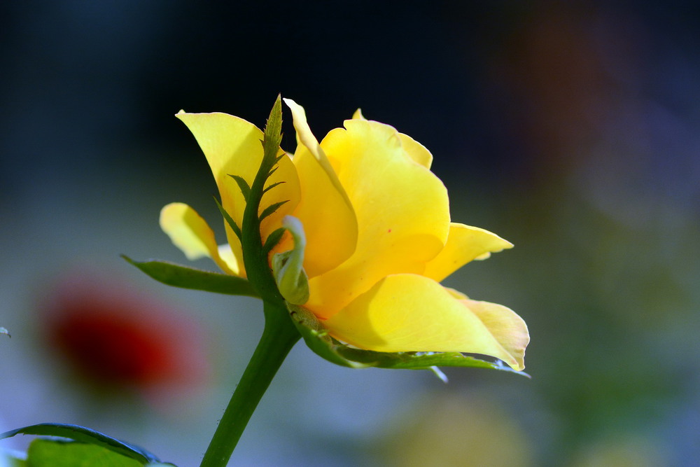 Фотографія Yellow rose / Олег Шендерюк / photographers.ua