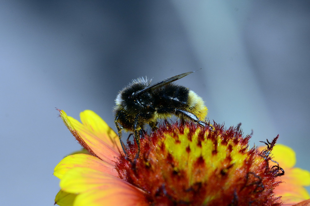 Фотографія Bumblebee / Олег Шендерюк / photographers.ua