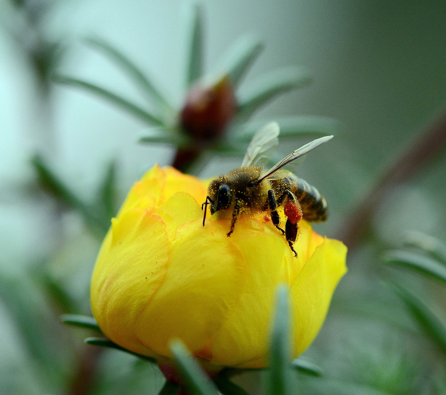 Фотографія Bee on a yellow flower / Олег Шендерюк / photographers.ua