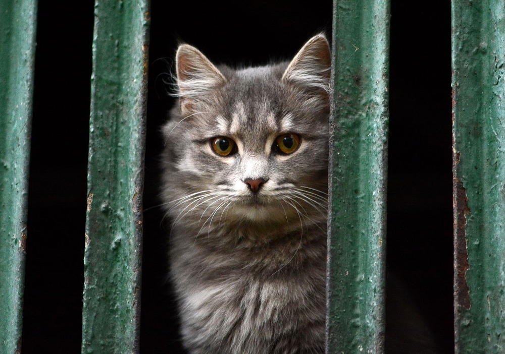 Фотографія Grey cat / Олег Шендерюк / photographers.ua