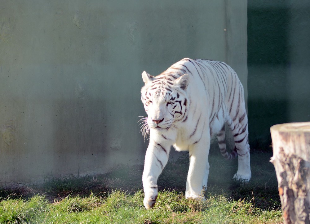 Фотографія Бенгальський тигр / Олег Шендерюк / photographers.ua