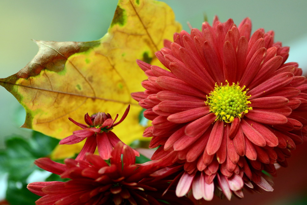 Фотографія Autumn flowers / Олег Шендерюк / photographers.ua