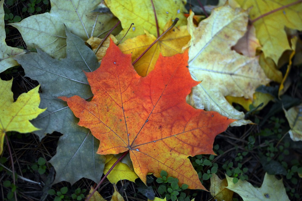 Фотографія Autumn leaves / Олег Шендерюк / photographers.ua