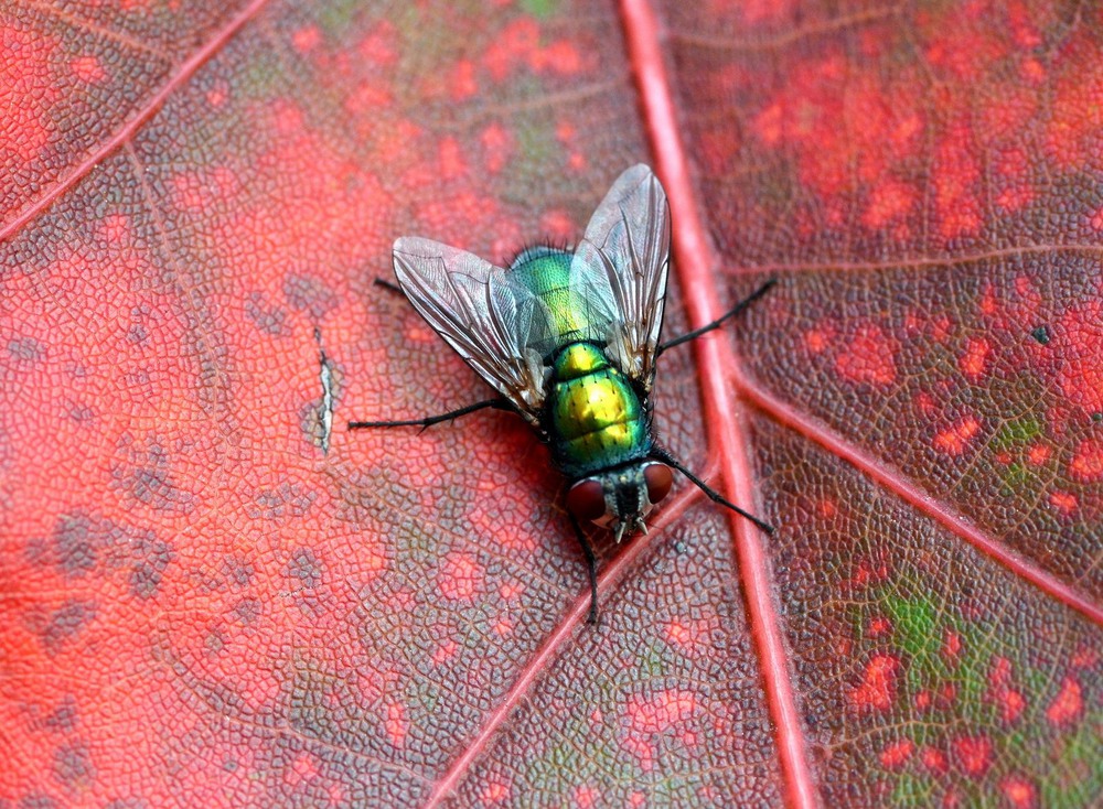 Фотографія Green on red / Олег Шендерюк / photographers.ua