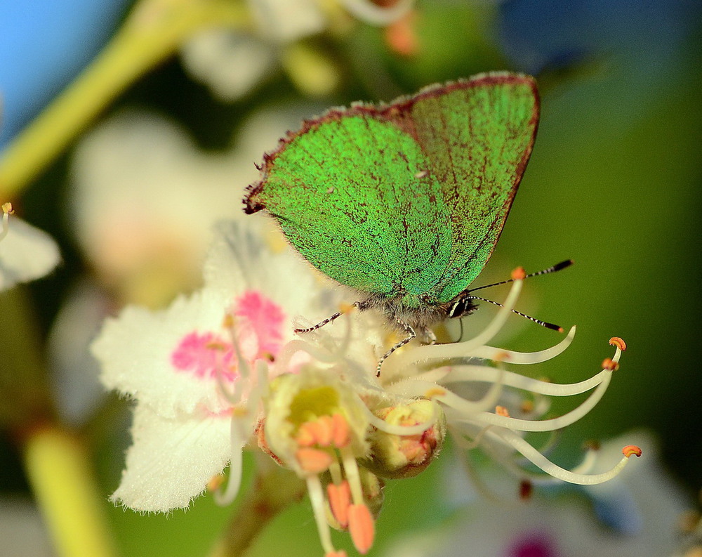 Фотографія Green butterfly / Олег Шендерюк / photographers.ua