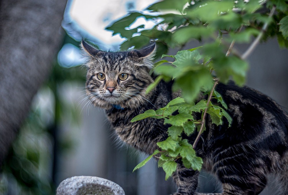 Фотографія Животные / Олег Шендерюк / photographers.ua
