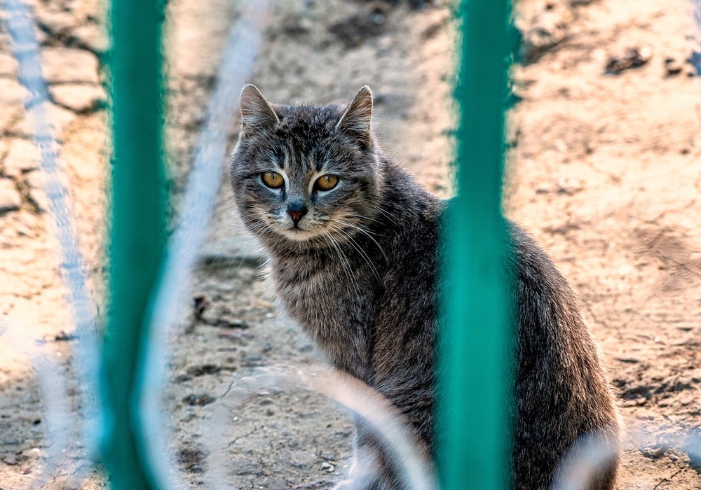 Фотографія Grey pussycat / Олег Шендерюк / photographers.ua