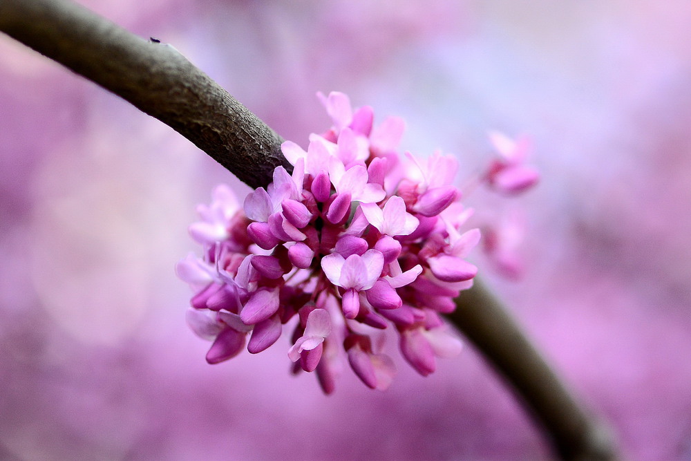 Фотографія Дерево Іуди (Cercis siliquastrum) / Олег Шендерюк / photographers.ua