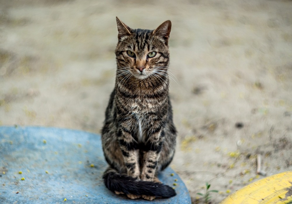 Фотографія Котомодель / Олег Шендерюк / photographers.ua