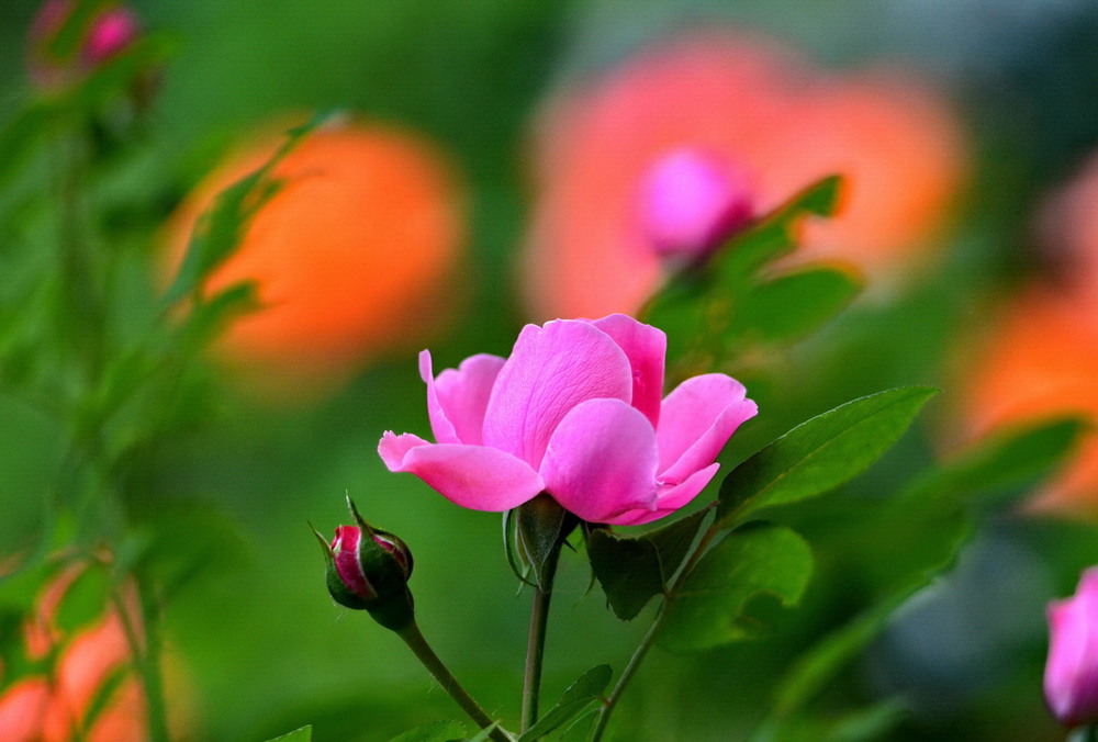 Фотографія Roses / Олег Шендерюк / photographers.ua