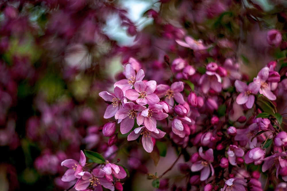 Фотографія Pink blossom / Олег Шендерюк / photographers.ua