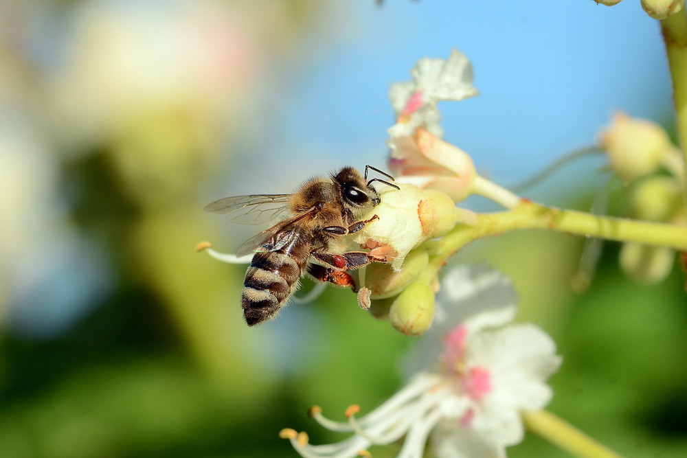 Фотографія Bee on chestnut flower / Олег Шендерюк / photographers.ua