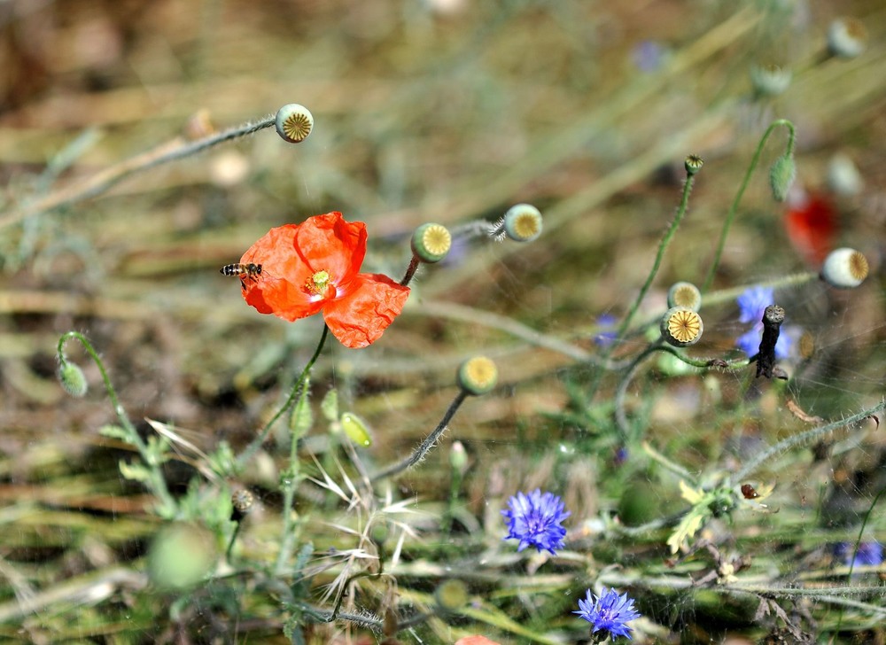 Фотографія Poppy bee / Олег Шендерюк / photographers.ua