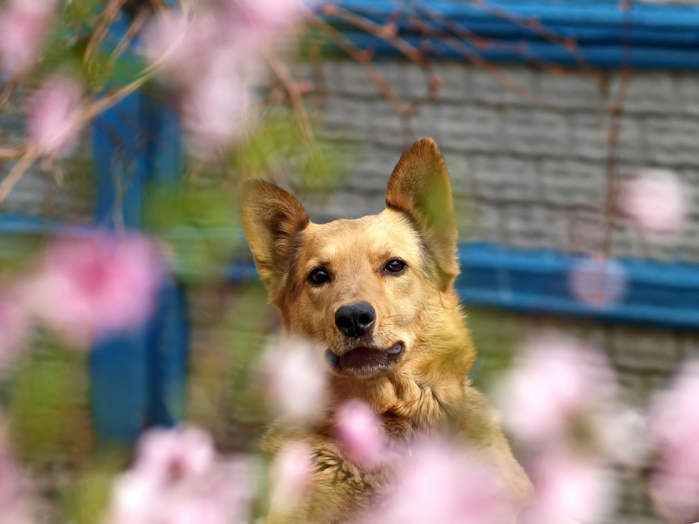 Фотографія Персиковий собака / Олег Шендерюк / photographers.ua
