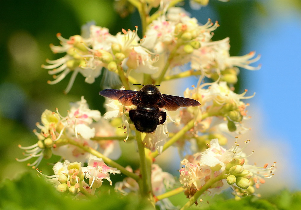 Фотографія Пчела-плотник (Xylocopa valga) / Олег Шендерюк / photographers.ua