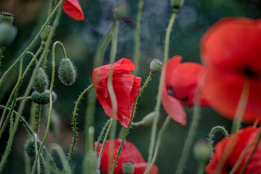 Фотографія Poppy forest / Олег Шендерюк / photographers.ua