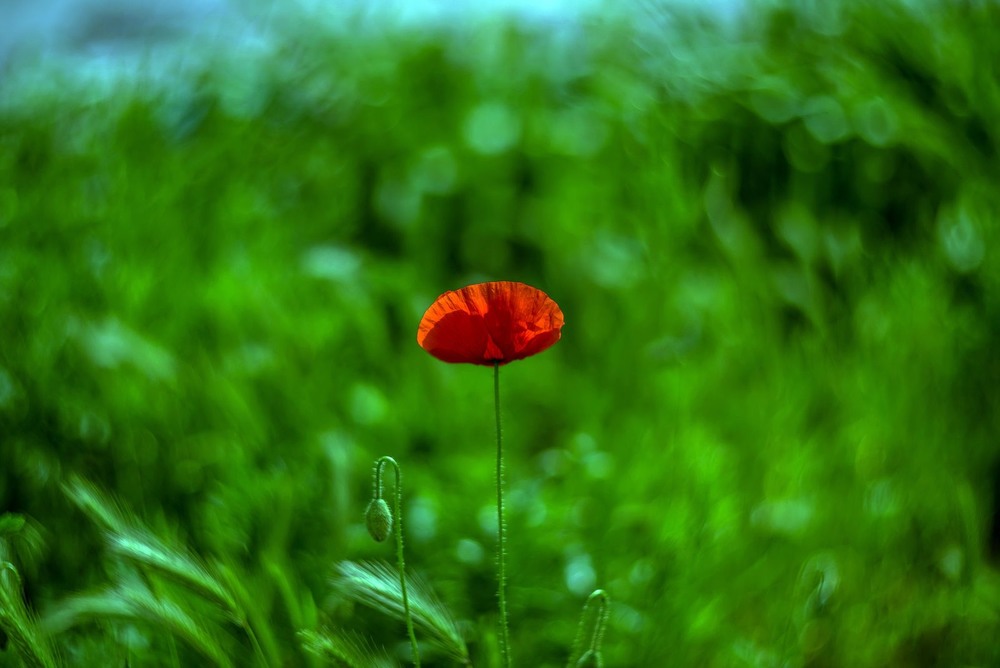 Фотографія Poppy / Олег Шендерюк / photographers.ua