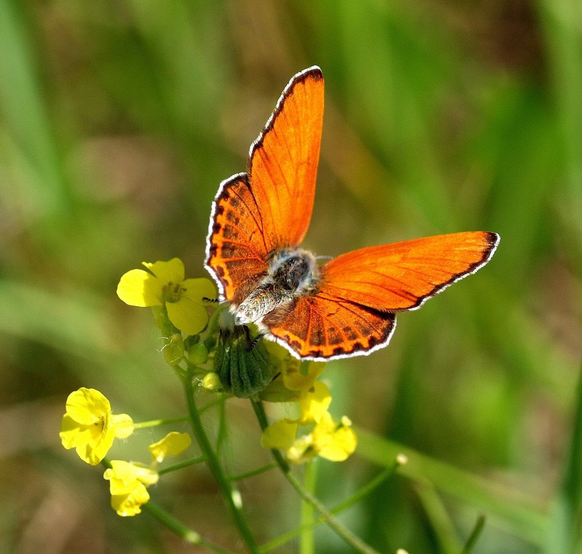 Фотографія Червонец огненный (Lycaena virgaureae) / Олег Шендерюк / photographers.ua