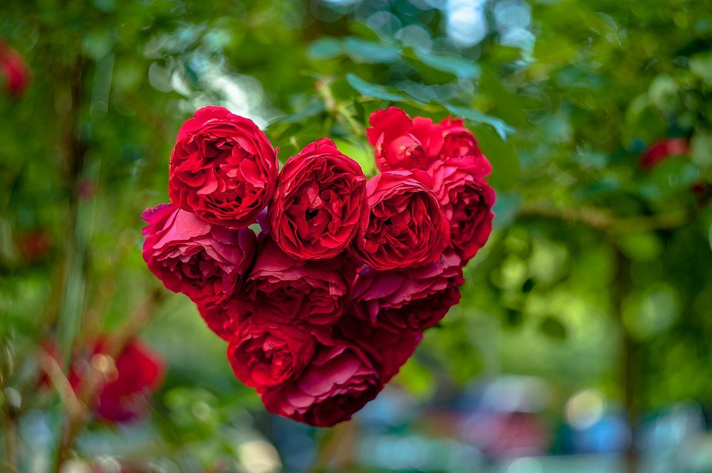 Фотографія Трояндове серце / Олег Шендерюк / photographers.ua