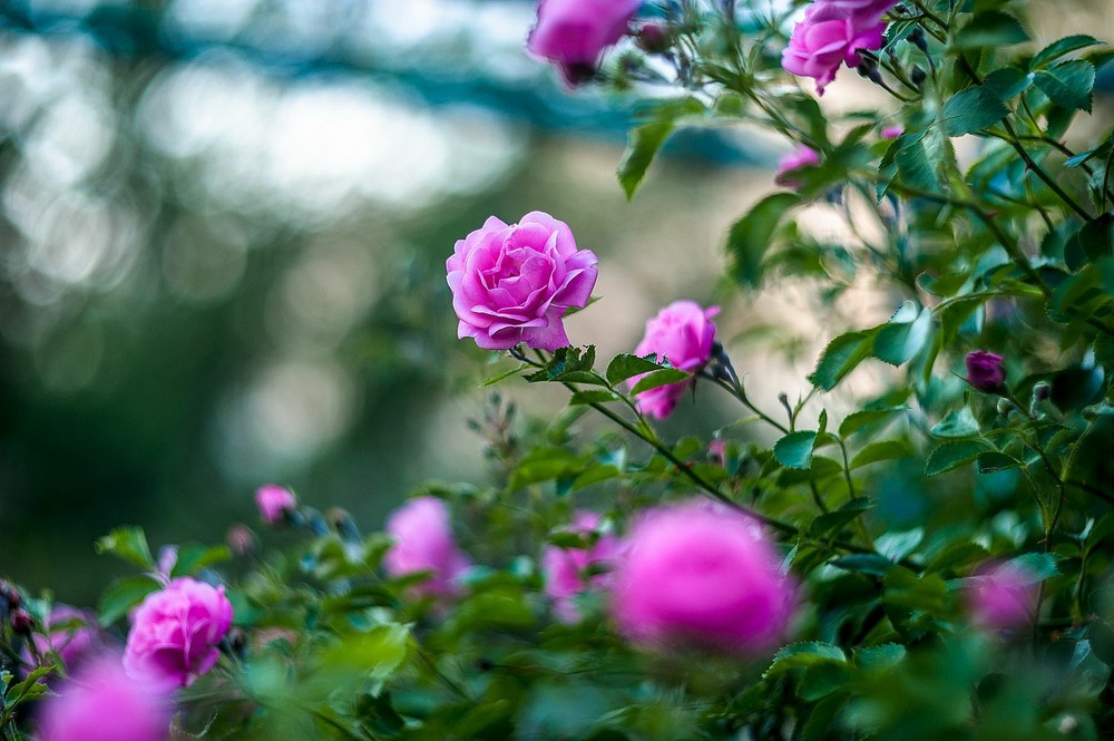 Фотографія Рожеві троянди / Олег Шендерюк / photographers.ua