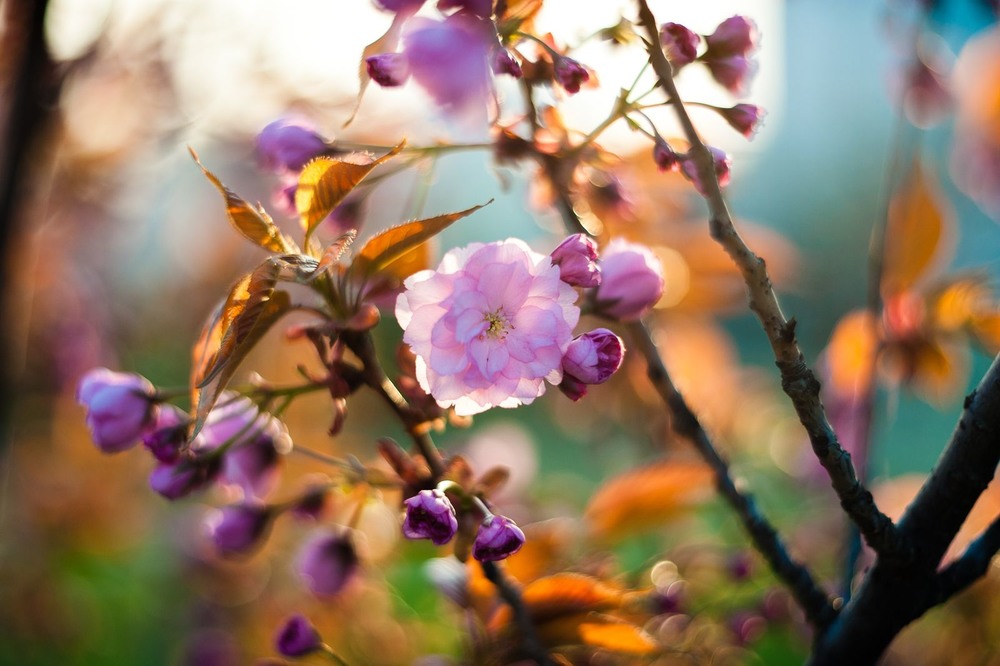 Фотографія Japanese cherry tree / Олег Шендерюк / photographers.ua