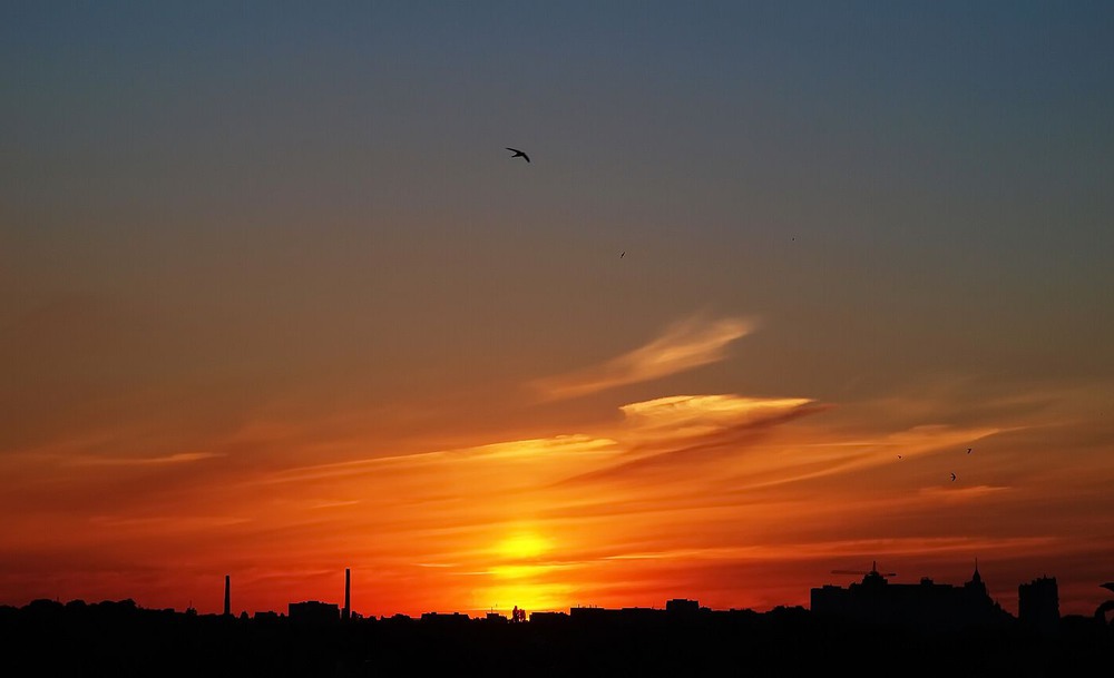 Фотографія Swift in the sky / Олег Шендерюк / photographers.ua