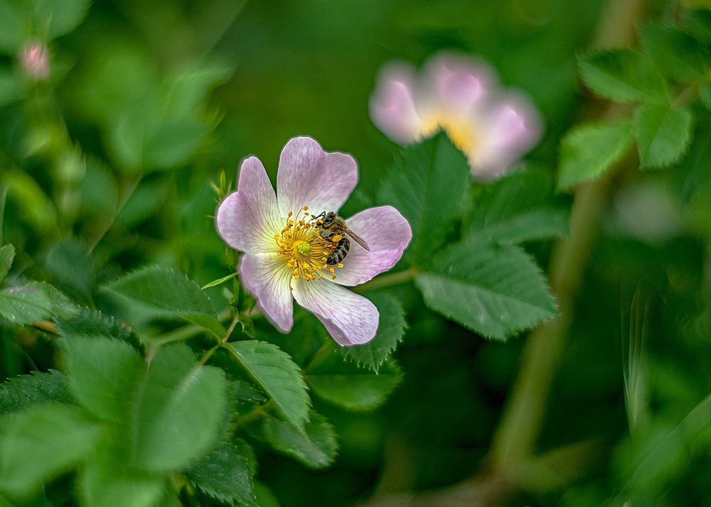 Фотографія Bee on a dog rose / Олег Шендерюк / photographers.ua